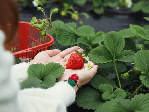 【大邑-125号院】2房/3房/4房包院，十里稻花、溪水绕乡，带暖气，这里有乡间野趣的诗和远方，DXYG 商品图5