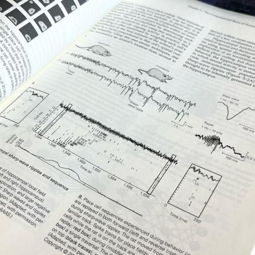 神经科学原理(英文版·原书第6版)(上下册) 商品图4