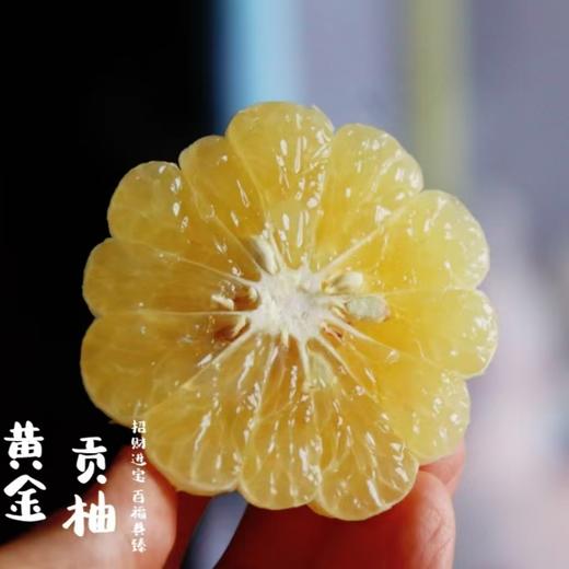 黄金贡柚 |岁末甜柑，自带铜钱币，招财进宝，百福具臻 商品图5