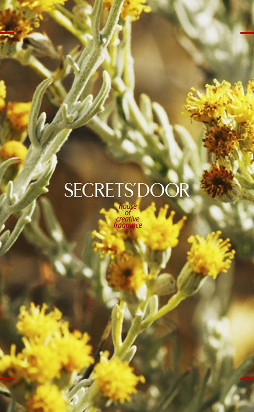 不凋花 商品图3