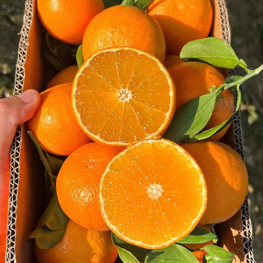 春见耙耙柑，细嫩多汁，酸甜适口，果肉化渣！ 商品图4