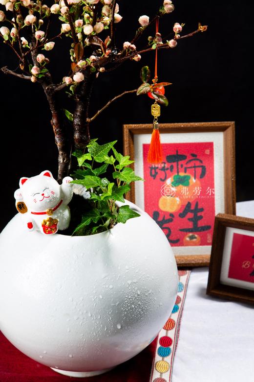 出水芙蓉 商品图3