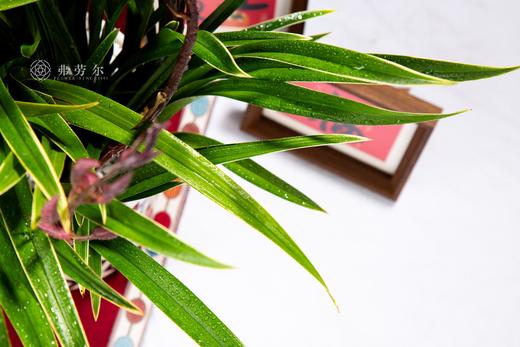 25年 年宵花 组合植物--国兰 商品图3