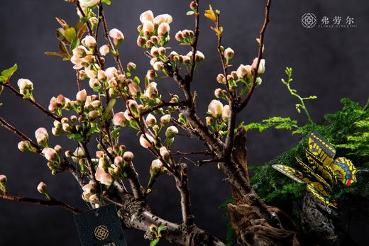 娇艳欲滴 商品图1