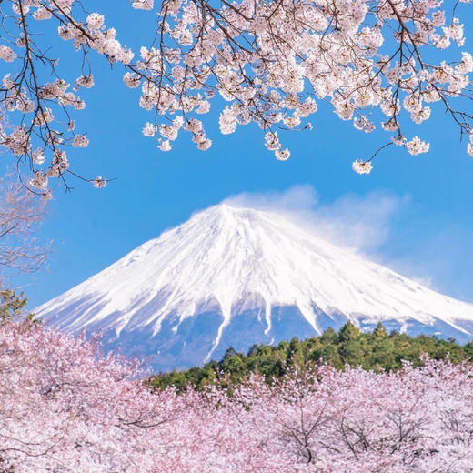 日本 | 关东盛樱觅景·6天5晚 商品图4