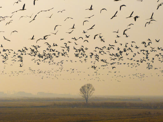 2月25日航拍中国 拍鸟专线—— 山东·东营鸟浪+黄河潮汐树5天(航拍+观鸟） 商品图4