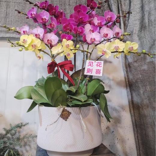 蝴蝶兰499元（颜色随机混合色） 商品图1