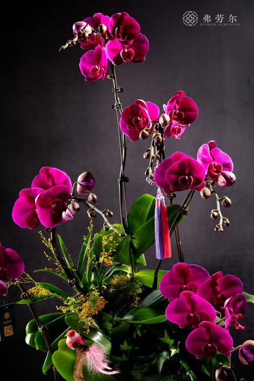 瑞蛇盈门 商品图2