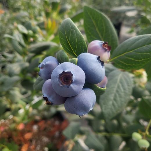 【云南抚仙湖花香蓝莓】 顺丰空运到家 L25花香蓝莓 自然种植 新鲜采摘 商品图5
