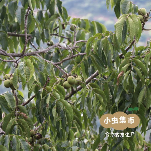 【积分享优惠】吾木野生铁核桃油 500ml | 合作农友生产，产自云南吾木村，生产者：杨凤、和绍权 ＆【公平贸易农人定价】 商品图4