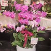 蝴蝶兰399元（颜色随机混合色） 商品缩略图0
