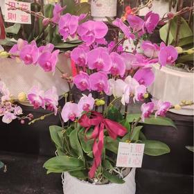 蝴蝶兰399元（颜色随机混合色）