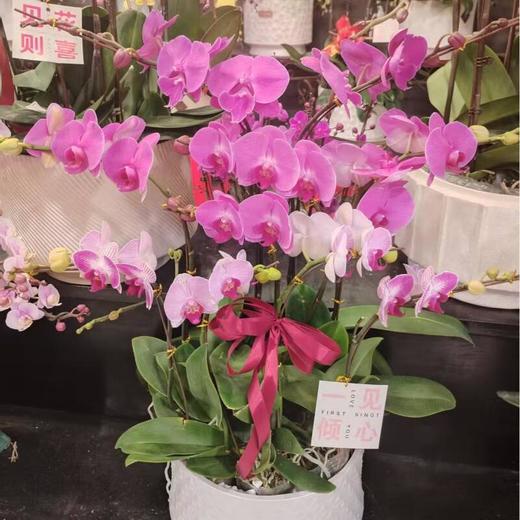 蝴蝶兰399元（颜色随机混合色） 商品图0