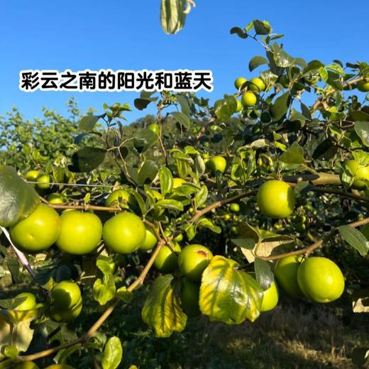 云南版纳蜜罐苹果枣 商品图2
