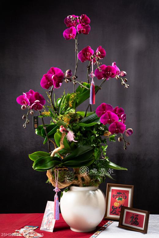 瑞蛇盈门 商品图0