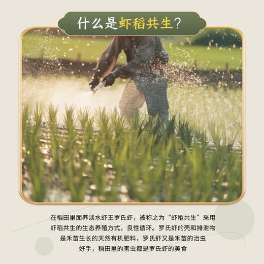 和平乐源 阿公树坝 生态丝苗米 3kg 商品图5