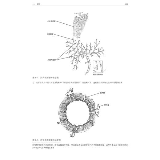胆道肿瘤 影像与病理 原书第2二版 李敬东 任亦星主译 适用于肝胆外科临床医生 医学生 可加深其对疾病影像与病理特征的认知 商品图4