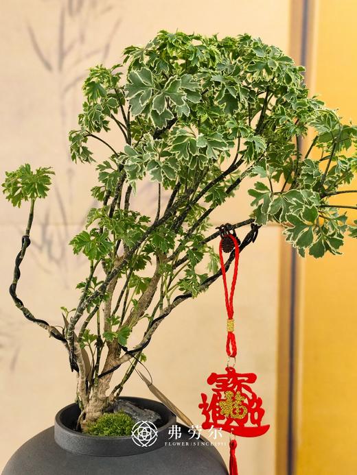 JT细叶福禄桐 商品图1