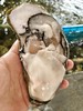 新鲜上市！【乳山生蚝】乳山地标产品！官方认证发放防伪芯片 口感独特 肥美鲜甜 带溯源防伪码发货 赠送工具 商品缩略图1