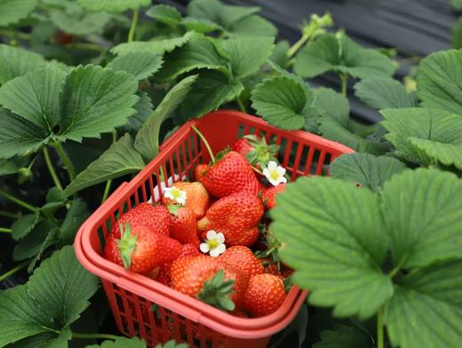 【大邑-125号院】2房/3房/4房包院，十里稻花、溪水绕乡，带暖气，这里有乡间野趣的诗和远方，DXYG 商品图3