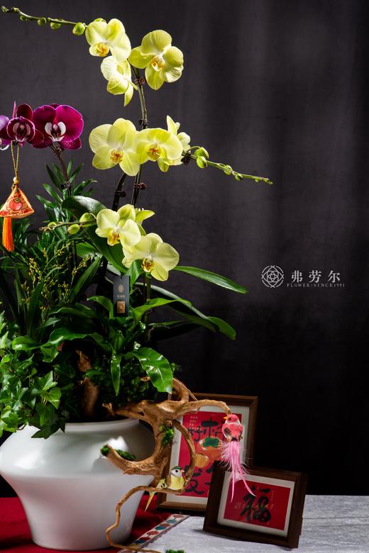蛇拿九稳 商品图1