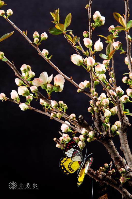 花团锦簇 商品图1