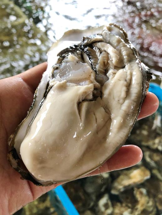新鲜上市！【乳山生蚝】乳山地标产品！官方认证发放防伪芯片 口感独特 肥美鲜甜 带溯源防伪码发货 赠送工具 商品图2