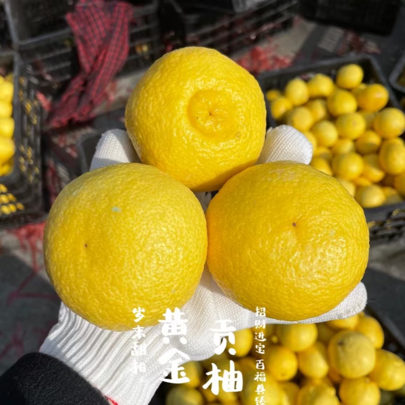 黄金贡柚 |岁末甜柑，自带铜钱币，招财进宝，百福具臻|山人优选