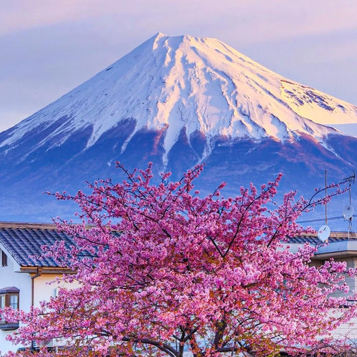 日本 | 关东盛樱觅景·6天5晚 商品图3