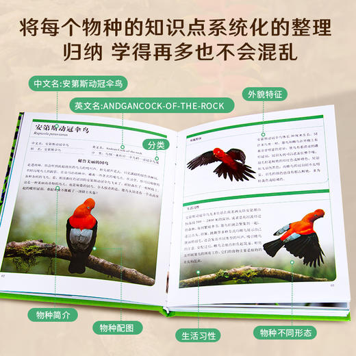 【青葫芦】神奇动物在哪里：马来西亚+亚马孙雨林 商品图8