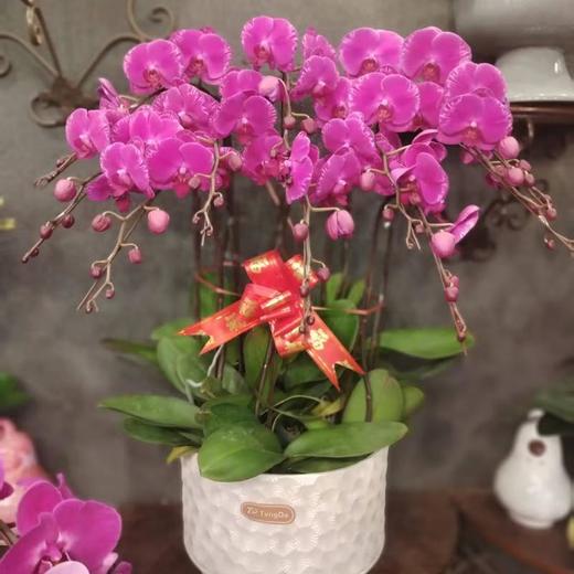 蝴蝶兰599元（颜色随机A级货大花苞） 商品图0