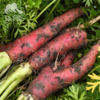 生态老品种胡萝卜（中通） | 合作生产*Ecological old variety carrot | Coproduction 商品缩略图0