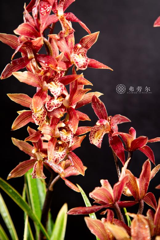 25年 年宵花 组合植物--国兰 商品图2