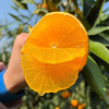 春见耙耙柑，细嫩多汁，酸甜适口，果肉化渣！ 商品缩略图7
