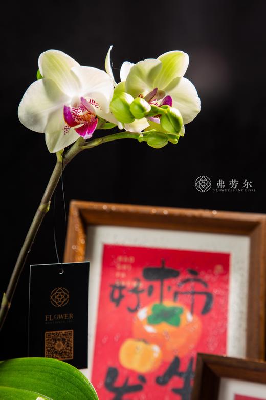 春暖花开 商品图3