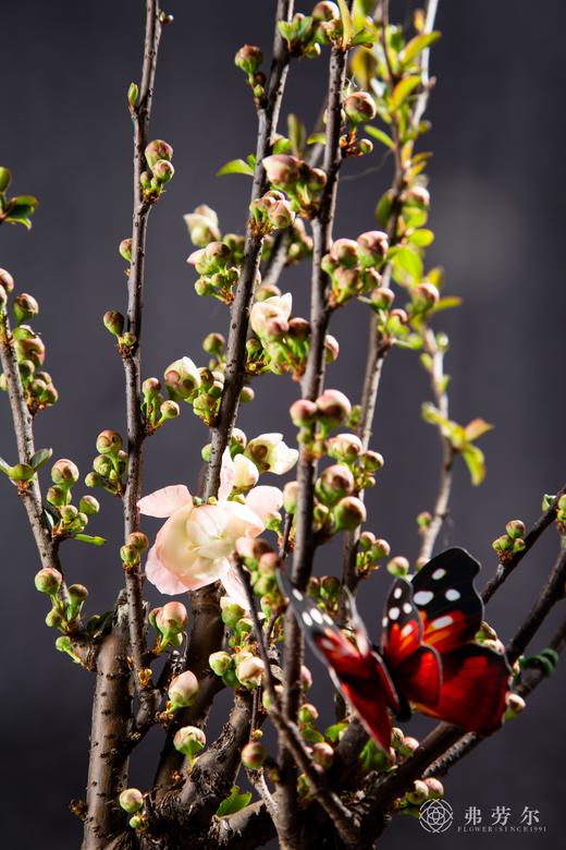 如花似锦 商品图3