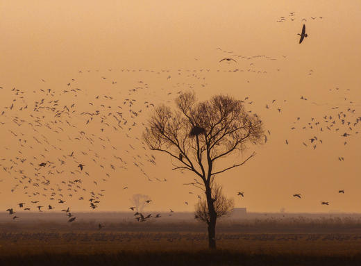 2月25日航拍中国 拍鸟专线—— 山东·东营鸟浪+黄河潮汐树5天(航拍+观鸟） 商品图6