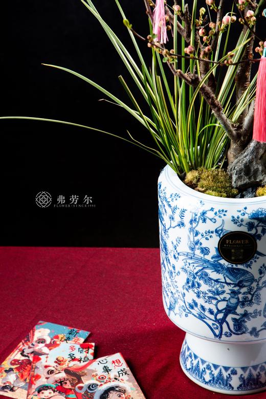 25年 年宵花 组合植物--彩玉海棠 商品图2