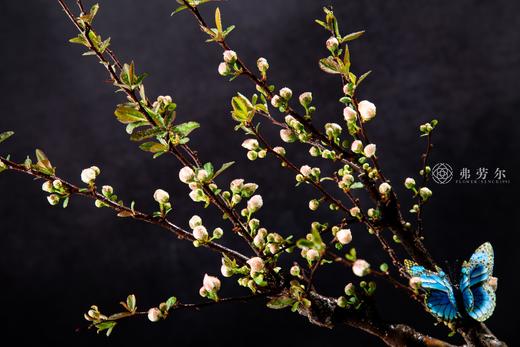 如花似锦 商品图4