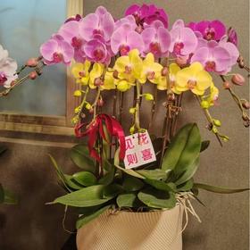 蝴蝶兰499元（颜色随机混合色）