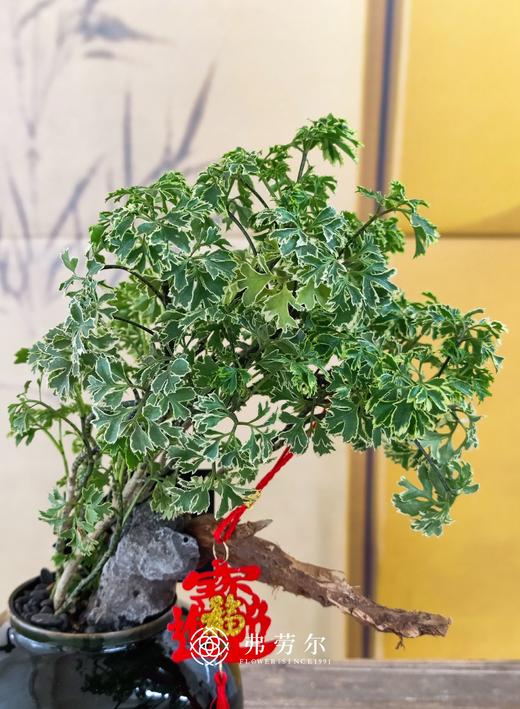 JT细叶福禄桐 商品图1