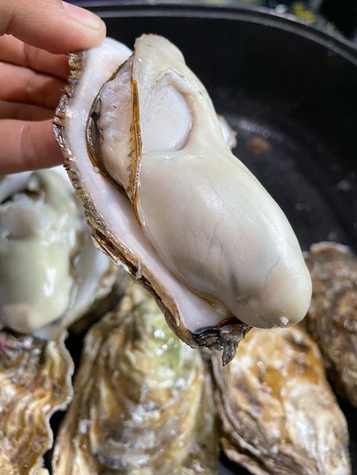 新鲜上市！【乳山生蚝】乳山地标产品！官方认证发放防伪芯片 口感独特 肥美鲜甜 带溯源防伪码发货 赠送工具 商品图3