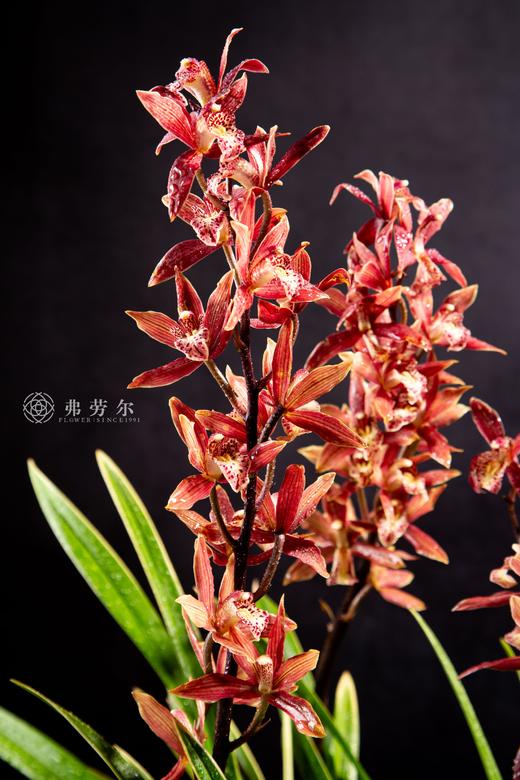 25年 年宵花 组合植物--国兰 商品图1