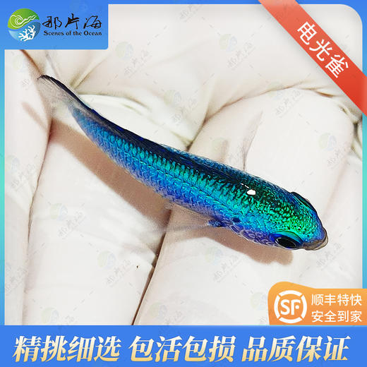 电光雀 商品图2