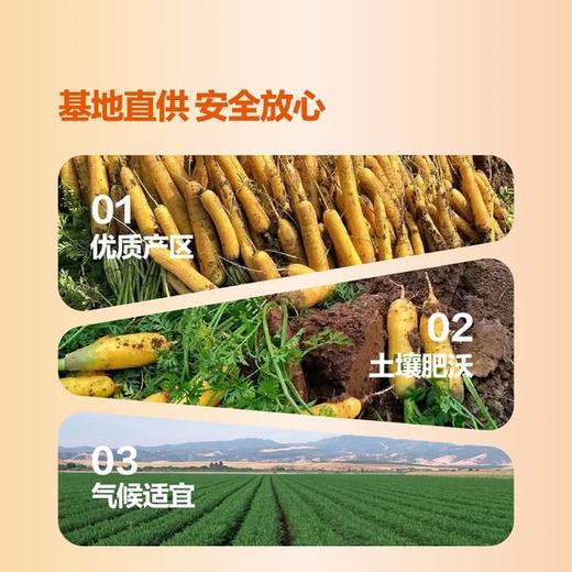 MM 山姆 黄玉胡萝卜 1kg 商品图2