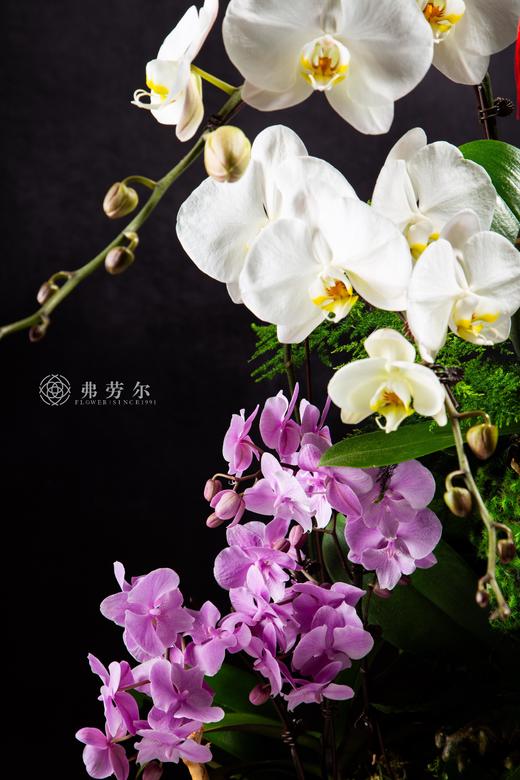 春风得意 商品图1