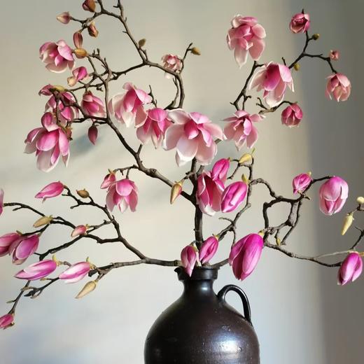 10枝 玉兰花切枝 单色随机 | 新客福利 商品图2