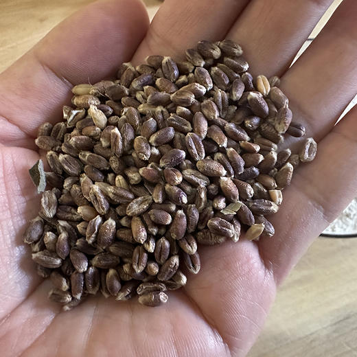 【农家黑麦粉】低脂肪，低升糖，适合糖友胖友人群，保留胚芽、麦芯，健康营养！【中筋】 商品图3