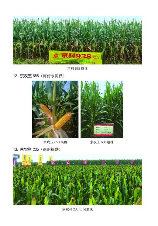 玉米生产技术大全 第二版 【官方正版，可开发票，下单时留开票信息和电子邮箱】 商品图2