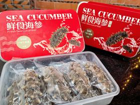 淳度甄选鲜食大连海参1斤10头/8头 辽刺参海鲜水产 年货送礼佳品